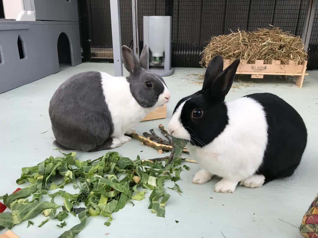 Rabbiting On Magazine